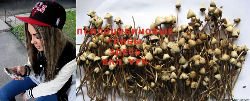 Псилоцибиновые грибы MAGIC MUSHROOMS  Наволоки 